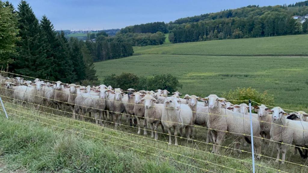 Deine-Eifel-Ferienwohnung Feusdorf 외부 사진